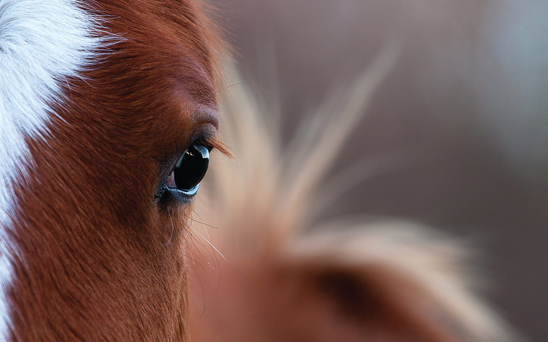 bodmin-pony-charity-remus-horse-sanctuary-get-covid-grants-ppct