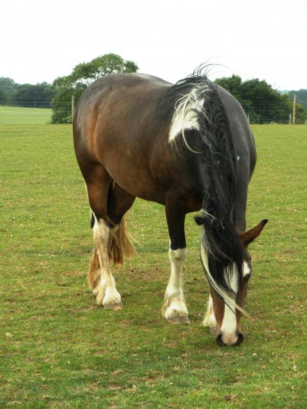 Willow Remus Horse Sanctuary