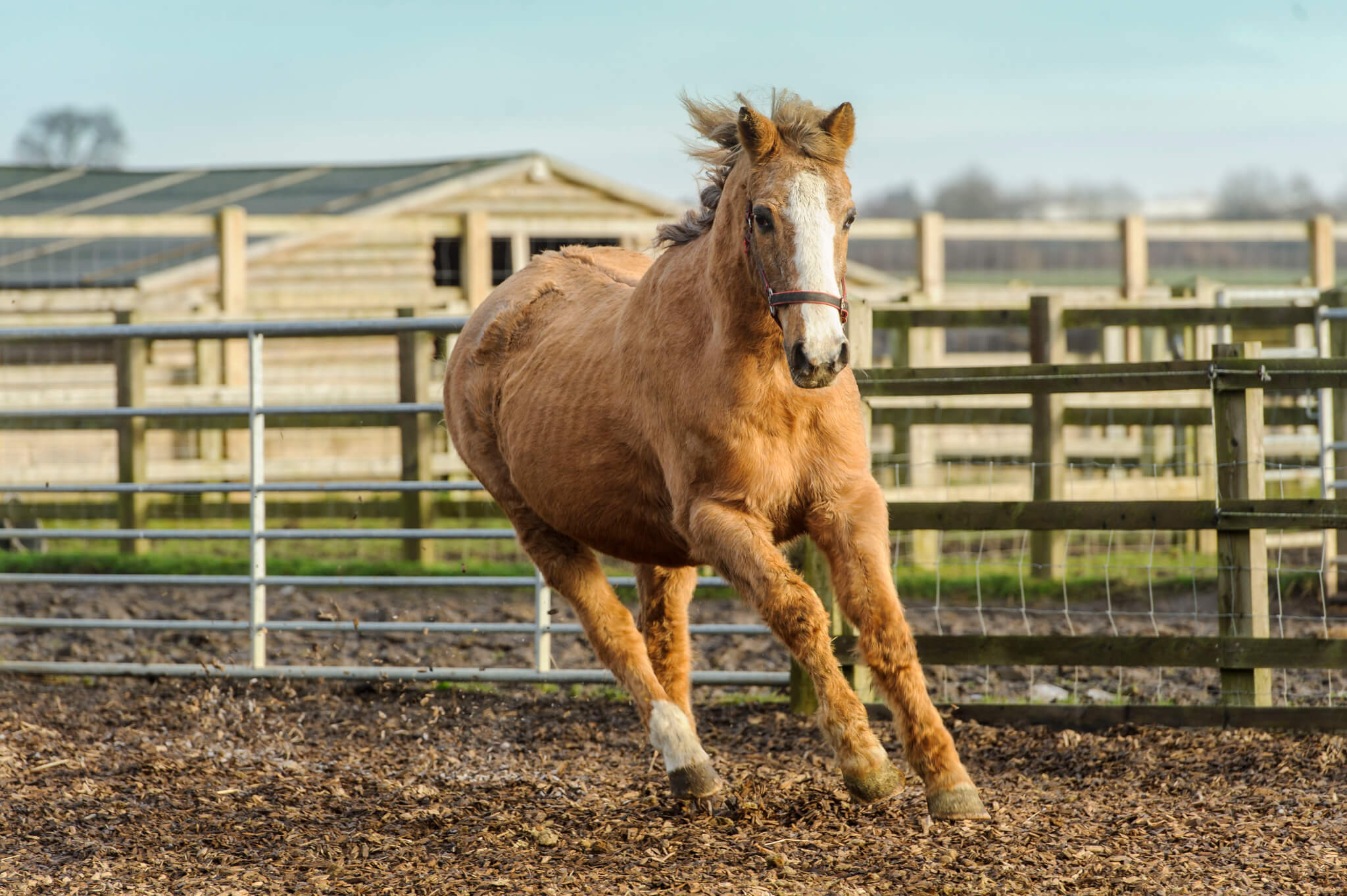 Worlds Oldest Horse At Remus Horse Sanctuary Remus Horse Sanctuary