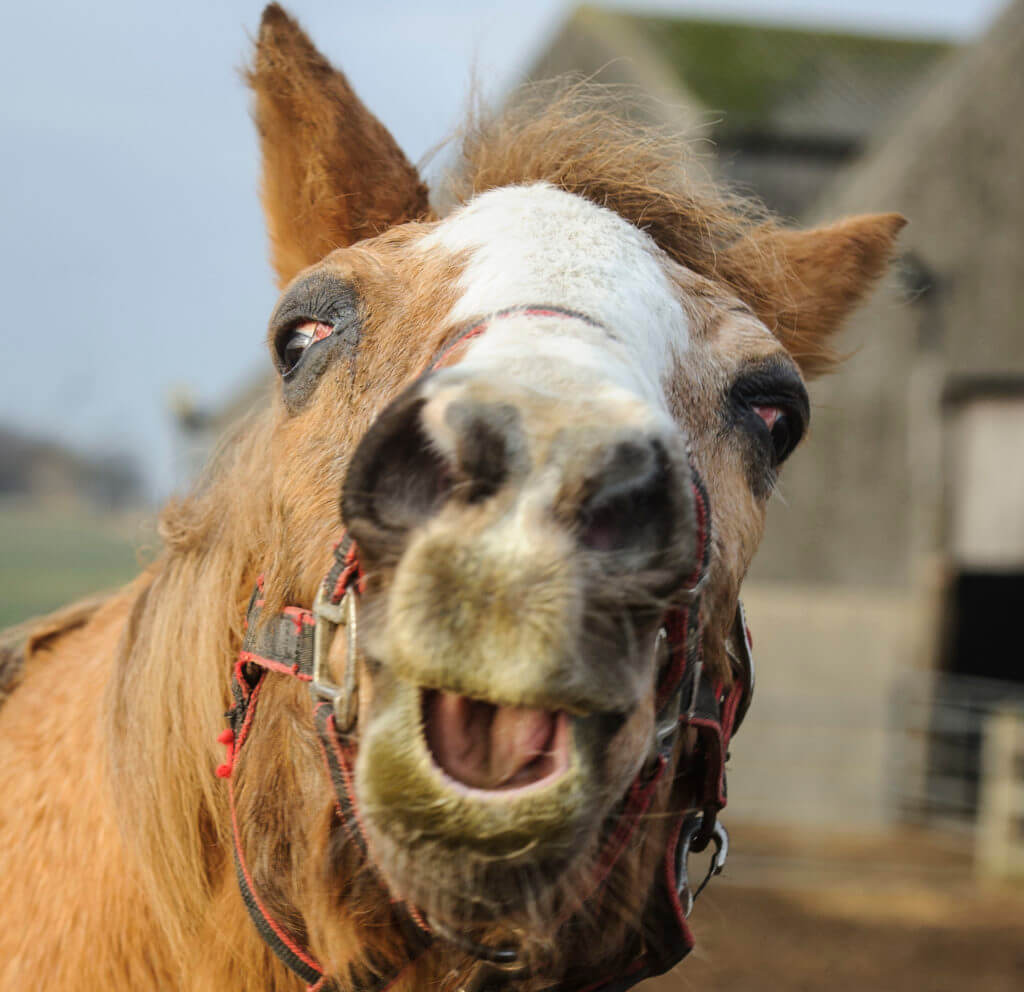 uks-oldest-horse-remus-horse-sanctuary