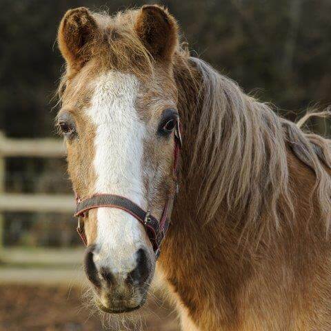 Caring for the Elderly Horse - Remus Horse Sanctuary