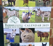 Remus 2025 Calendar