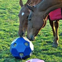 Enrichment horses