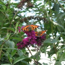 Conservation-two-butterflies