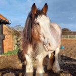 Rescue Horse Blind Mare Holly at Remus Horse Sanctuary