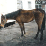 Remus Horse Sanctuary Namesake